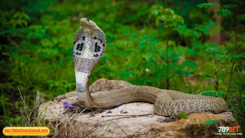 Mơ rắn hổ mang